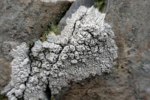 Diploschistes scruposus Crater Lichen