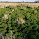 Polytrichum commune s.str.