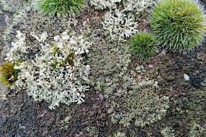 Phaeophyscia orbicularis Mealy Shadow Lichen