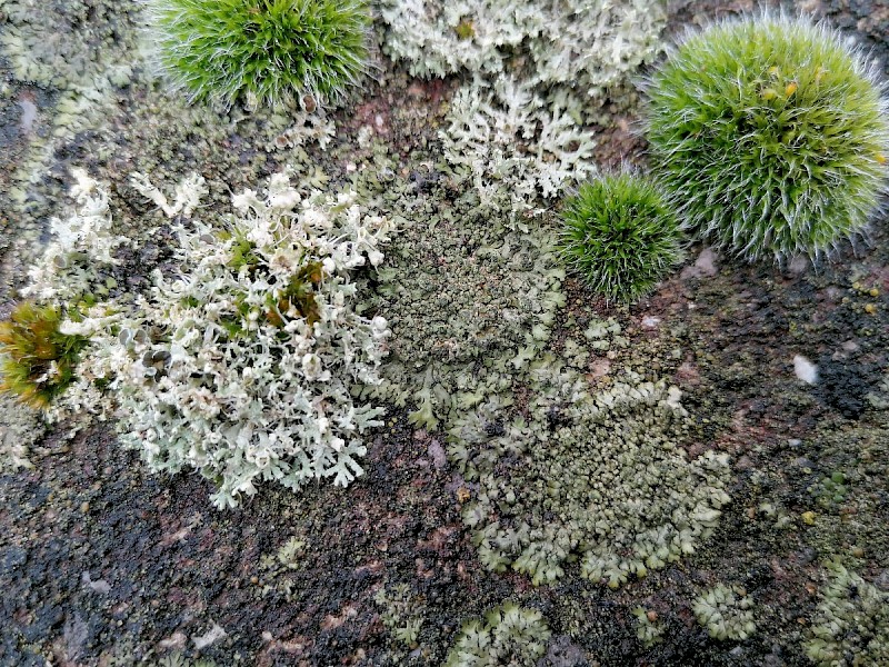 Phaeophyscia orbicularis - © Barry Stewart