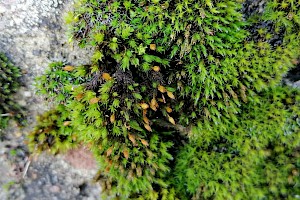 Orthotrichum diaphanum White-tipped Bristle-moss