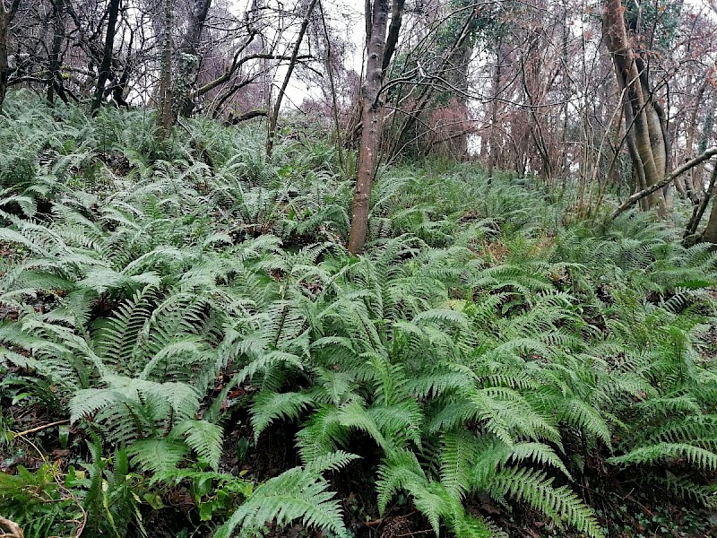 Polystichum setiferum - © Barry Stewart