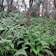 Polystichum setiferum