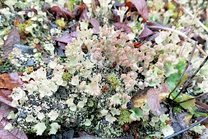 Cladonia ramulosa Confused Brown-headed Cup Lichen