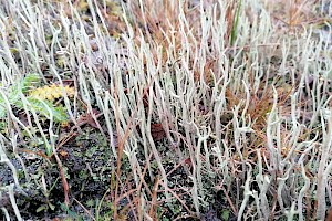 Cladonia subulata Antlered Powderhorn