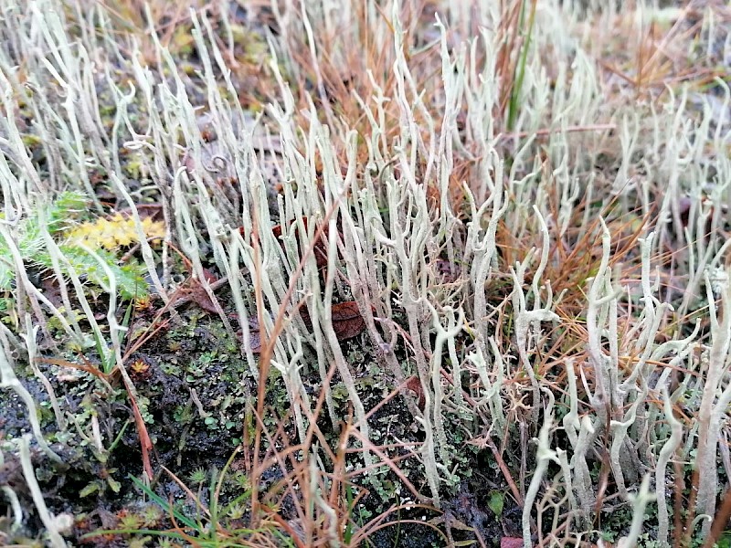 Cladonia subulata - © Barry Stewart