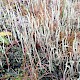 Cladonia subulata