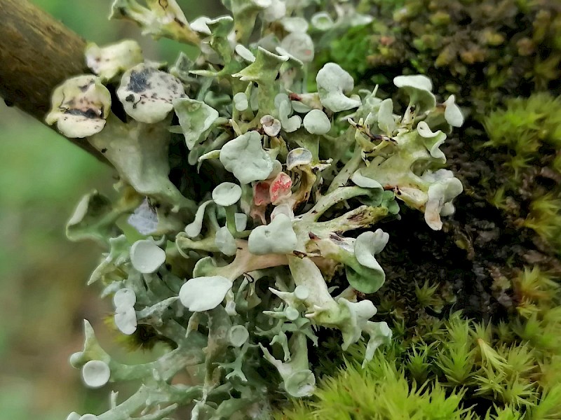 Marchandiomyces corallinus - © Barry Stewart