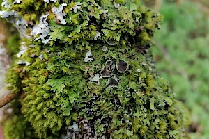 Physconia distorta Green Powdery Stellated Lichen