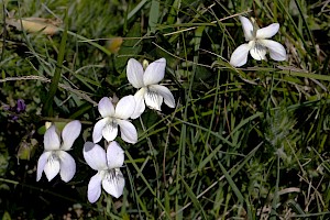 Viola lactea Pale Dog-violet