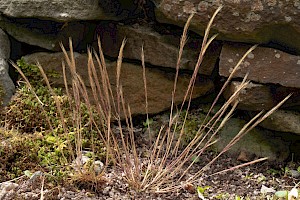 Vulpia ciliata Bearded Fescue