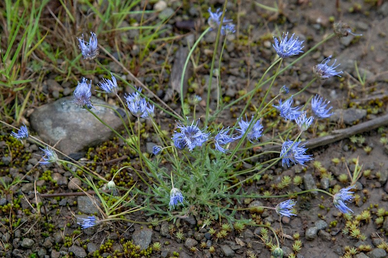 Jasione montana - © Charles Hipkin