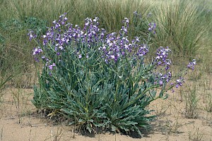 Matthiola sinuata Sea Stock