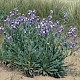 Matthiola sinuata