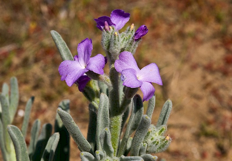 Matthiola sinuata - © Charles Hipkin