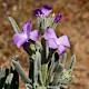 Matthiola sinuata