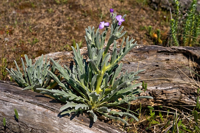 Matthiola sinuata - © Charles Hipkin