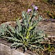 Matthiola sinuata