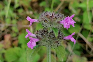 Clinopodium vulgare Wild Basil