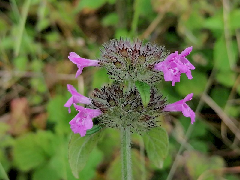 Clinopodium vulgare - © Barry Stewart