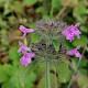 Clinopodium vulgare