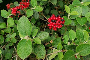 Viburnum lantana Wayfaring-tree