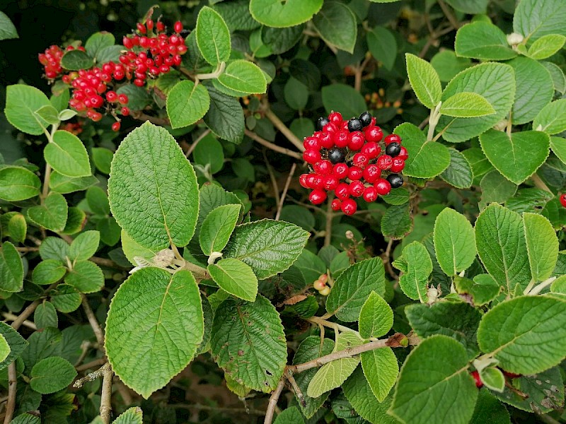 Viburnum lantana - © Barry Stewart