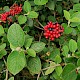 Viburnum lantana