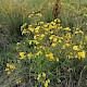 Senecio aquaticus