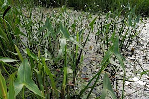 Sagittaria sagittifolia Arrowhead