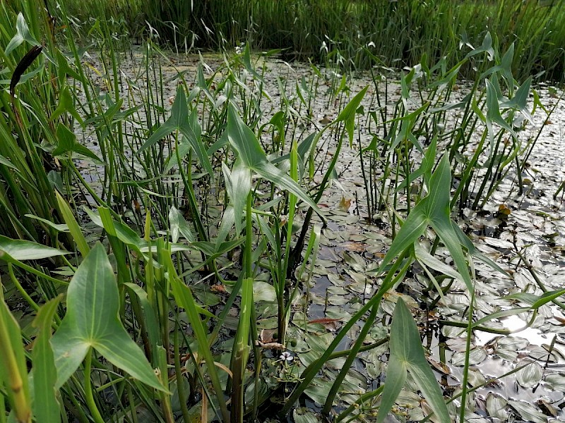 Sagittaria sagittifolia - © Barry Stewart