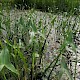 Sagittaria sagittifolia