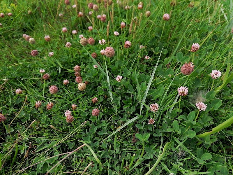 Trifolium fragiferum - © Barry Stewart