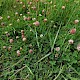 Trifolium fragiferum