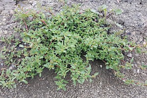 Chenopodium glaucum Oak-leaved Goosefoot