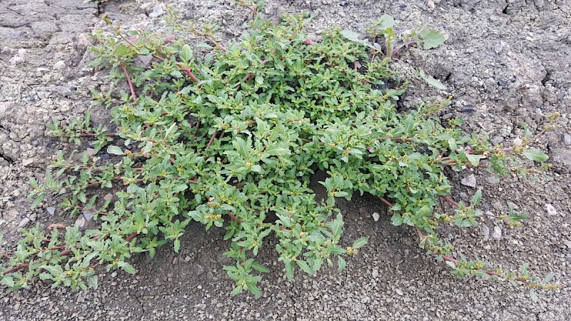 Chenopodium glaucum - © Barry Stewart