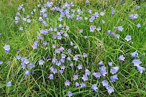 Campanula rotundifolia Harebell