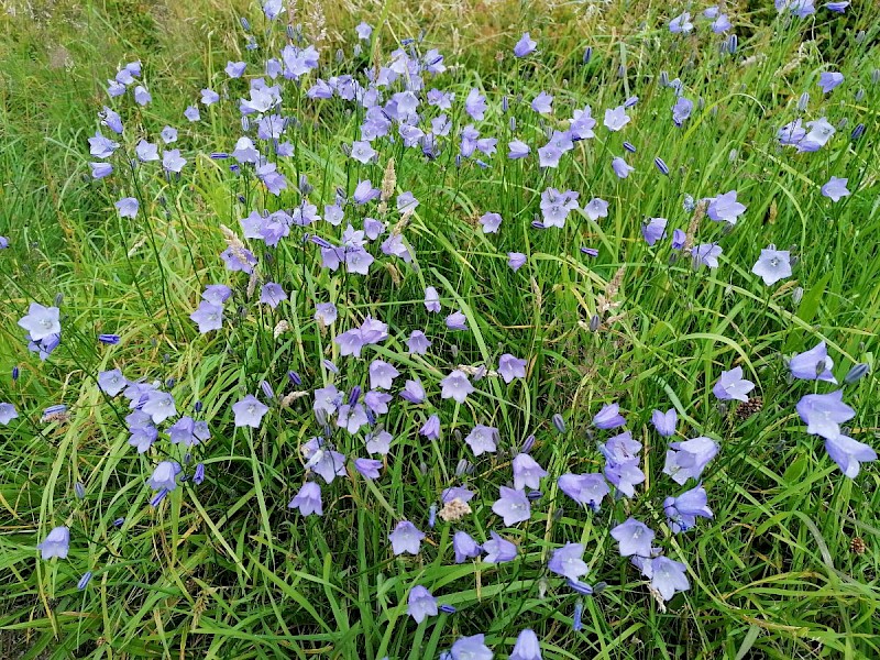 Campanula rotundifolia - © Barry Stewart