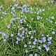 Campanula rotundifolia