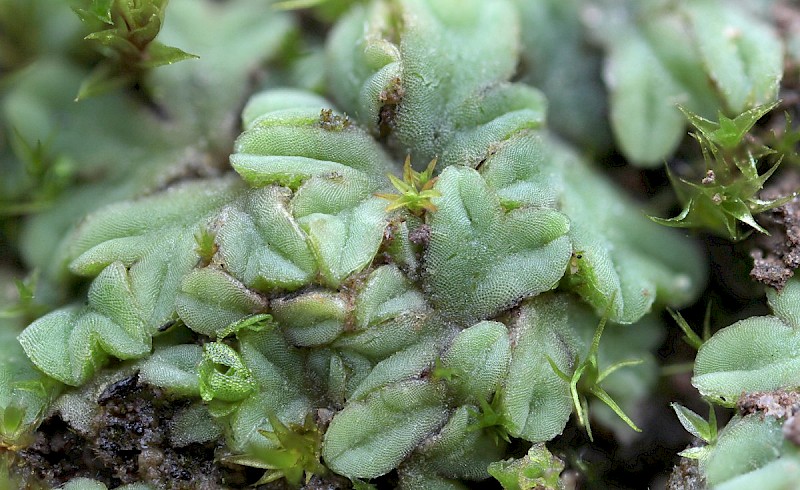 Riccia sorocarpa - © Barry Stewart