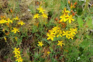 Hypericum pulchrum Slender St John's-wort