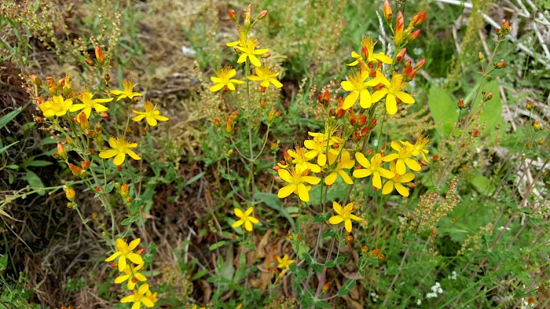 Hypericum pulchrum - © Barry Stewart