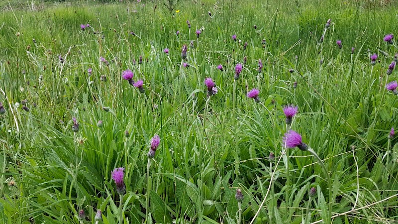 Cirsium dissectum - © Barry Stewart