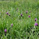 Cirsium dissectum