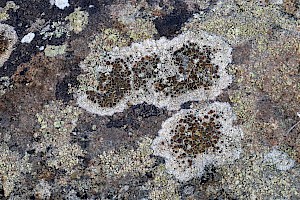 Lecanora campestris subsp. campestris 