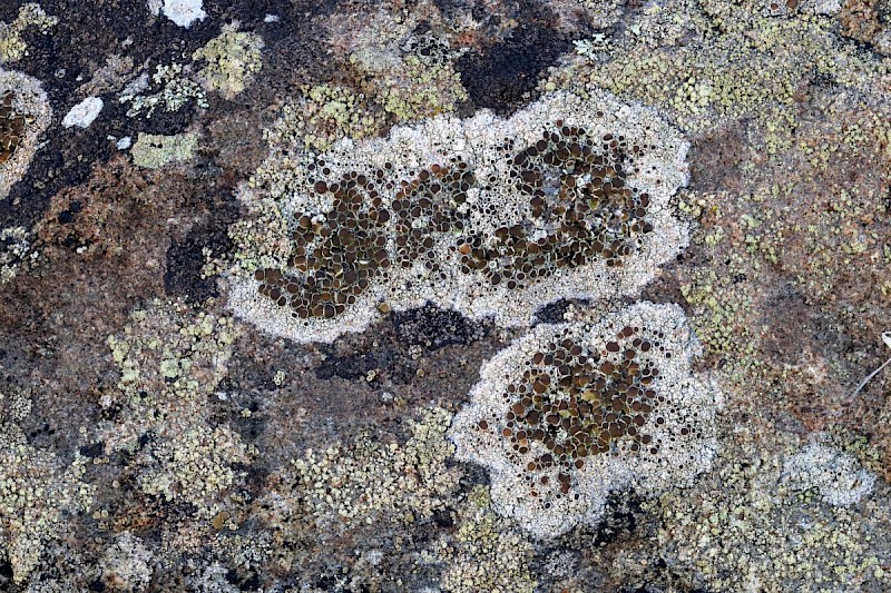 Lecanora campestris subsp. campestris - © Barry Stewart