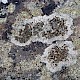 Lecanora campestris subsp. campestris