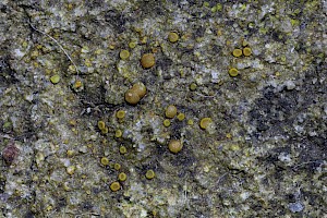 Caloplaca crenulatella 