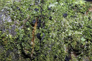 Scoliciosporum chlorococcum City Dot Lichen