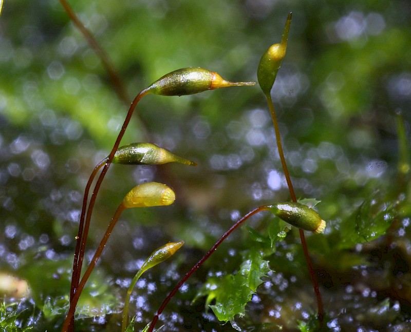 Sematophyllum substrumulosum - © Barry Stewart